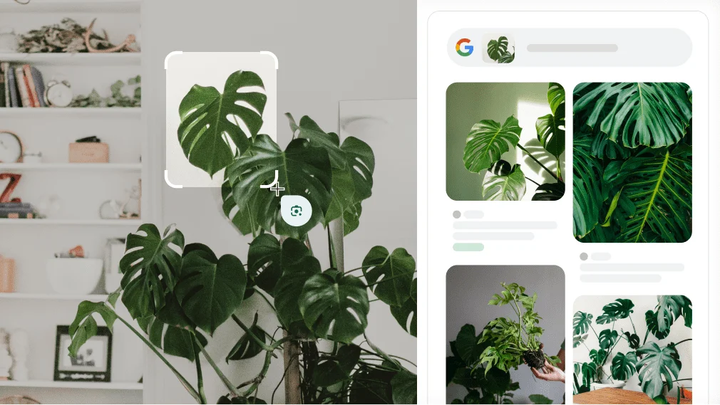 Tehnoloģija Google Lens tiek izmantota monsteras identificēšanai.